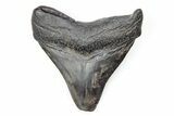 Bargain, Fossil Megalodon Tooth - South Carolina #196889-1